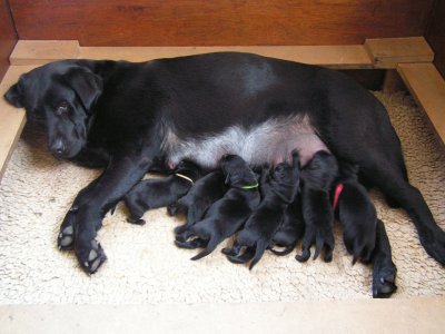Stacy heeft zeven nieuwe pups